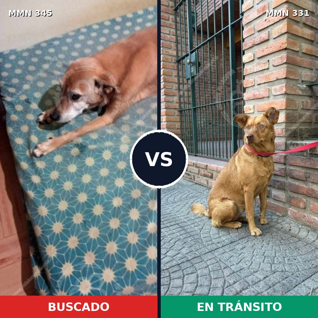 Comparativa MMS 6679: mascota perdida y mascota encontrada, 78% de similitud