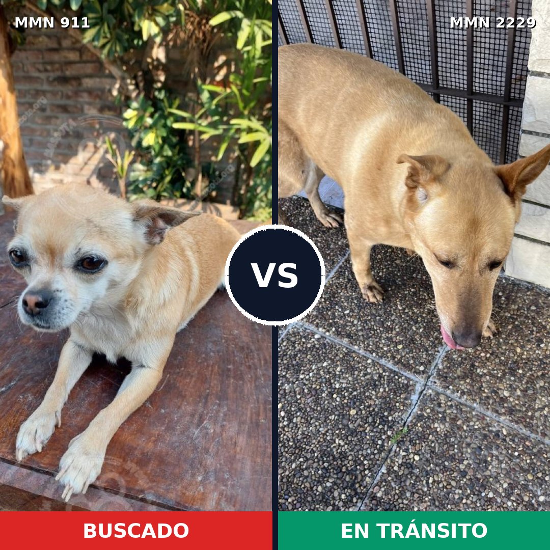 Comparativa MMS 66790: mascota perdida y mascota encontrada, 35% de similitud
