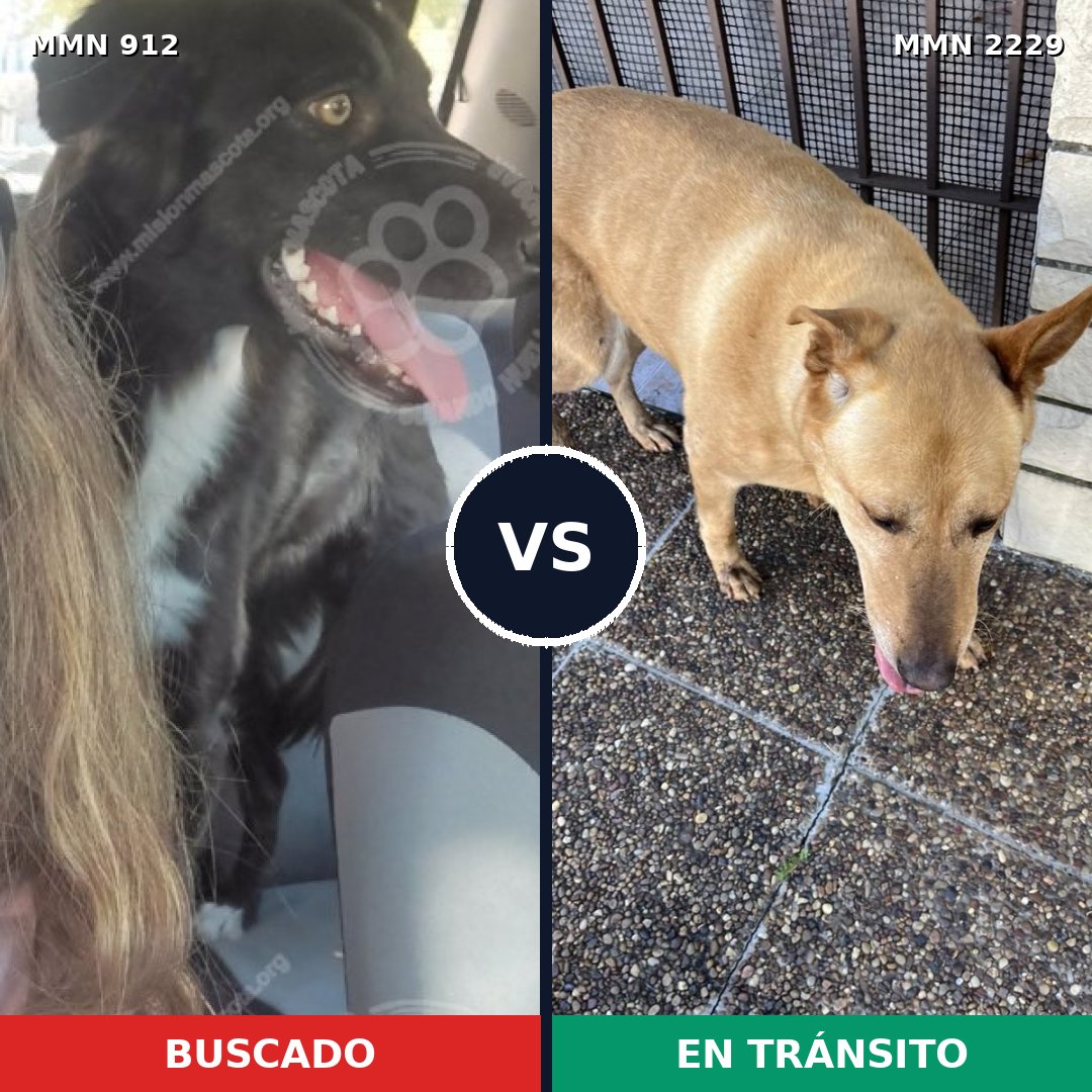 Comparativa MMS 66791: mascota perdida y mascota encontrada, 41% de similitud