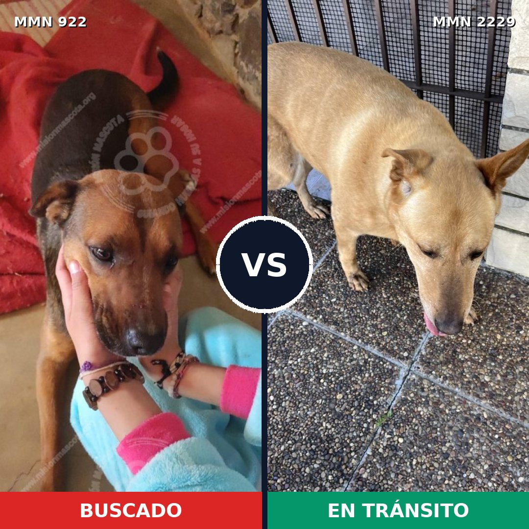 Comparativa MMS 66792: mascota perdida y mascota encontrada, 29% de similitud
