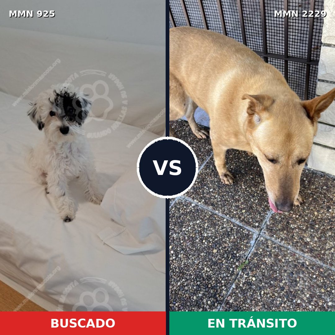 Comparativa MMS 66793: mascota perdida y mascota encontrada, 24% de similitud