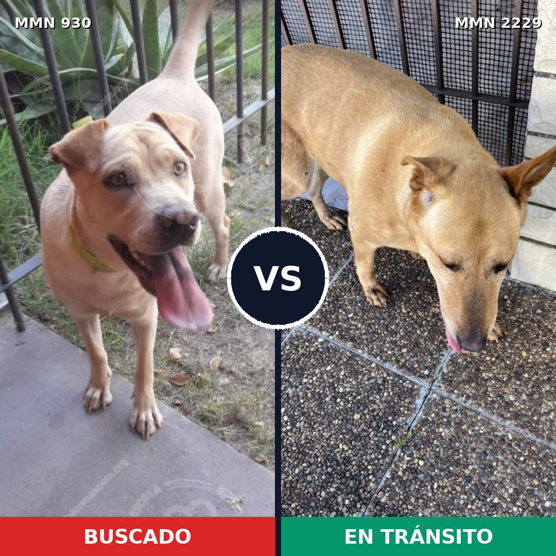 Comparativa MMS 66794: mascota perdida y mascota encontrada, 34% de similitud