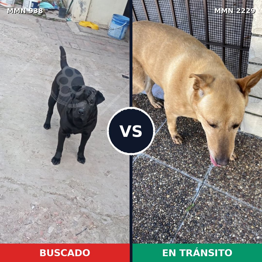 Comparativa MMS 66795: mascota perdida y mascota encontrada, 36% de similitud
