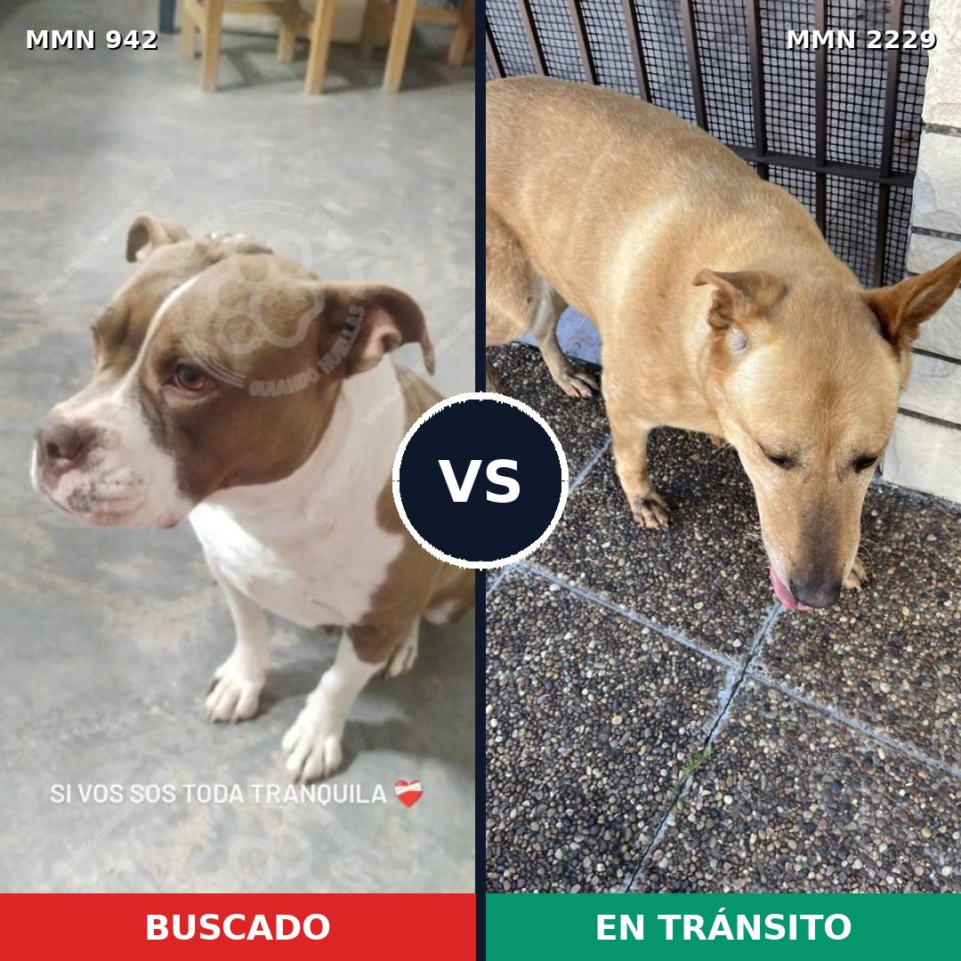 Comparativa MMS 66797: mascota perdida y mascota encontrada, 30% de similitud