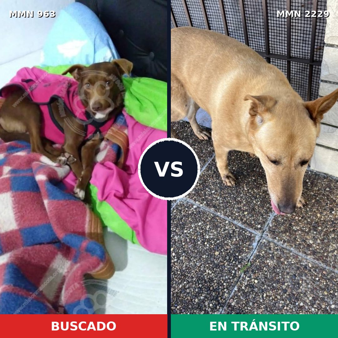 Comparativa MMS 66799: mascota perdida y mascota encontrada, 60% de similitud