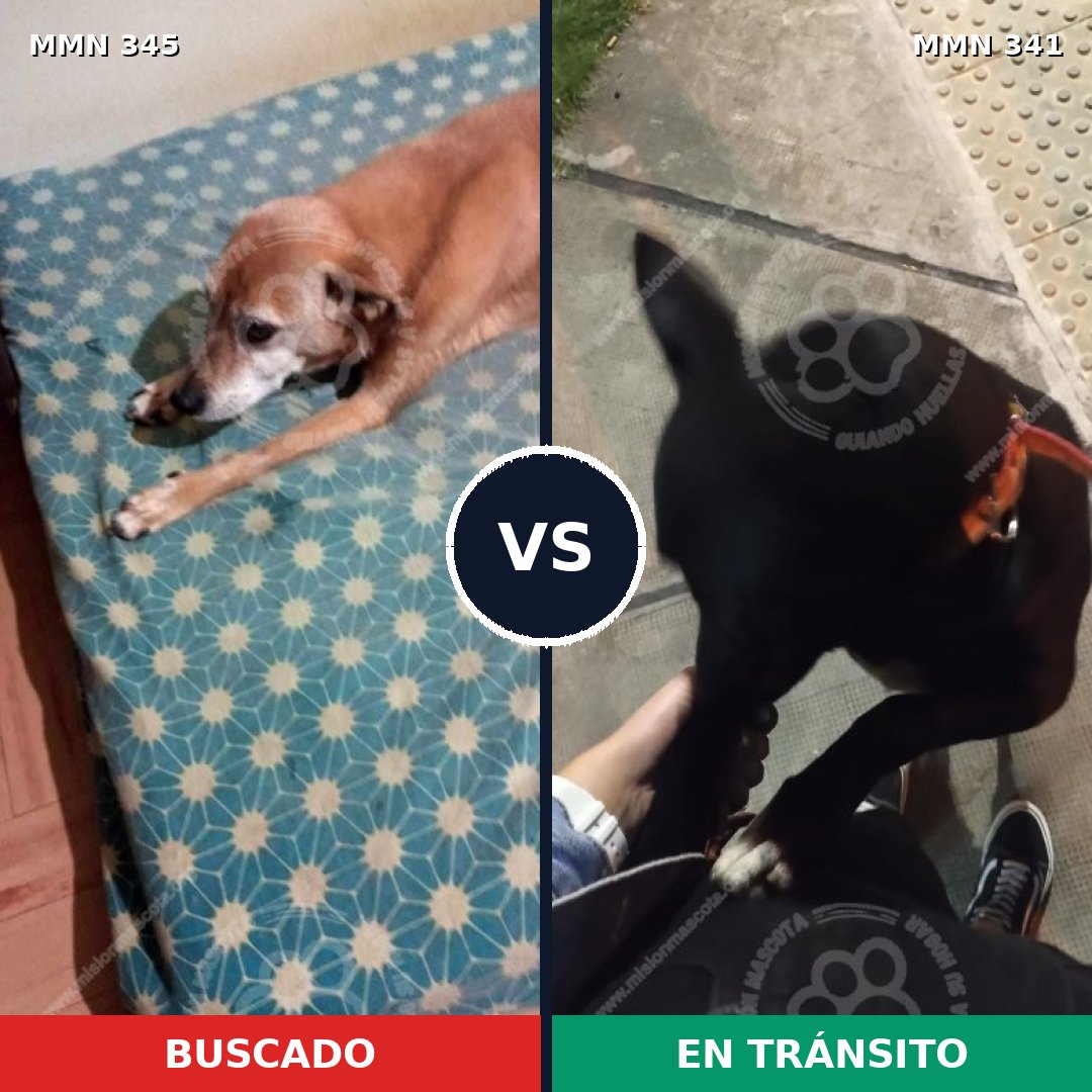 Comparativa MMS 6680: mascota perdida y mascota encontrada, 61% de similitud
