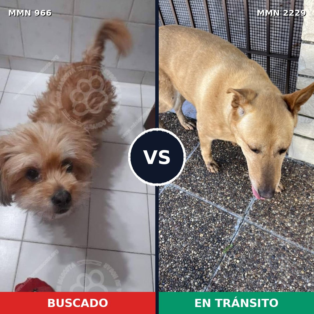 Comparativa MMS 66801: mascota perdida y mascota encontrada, 51% de similitud