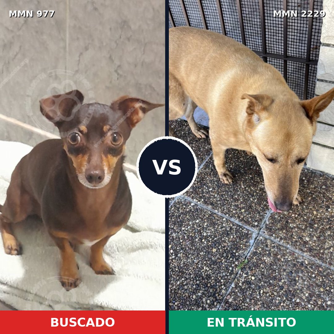 Comparativa MMS 66803: mascota perdida y mascota encontrada, 50% de similitud