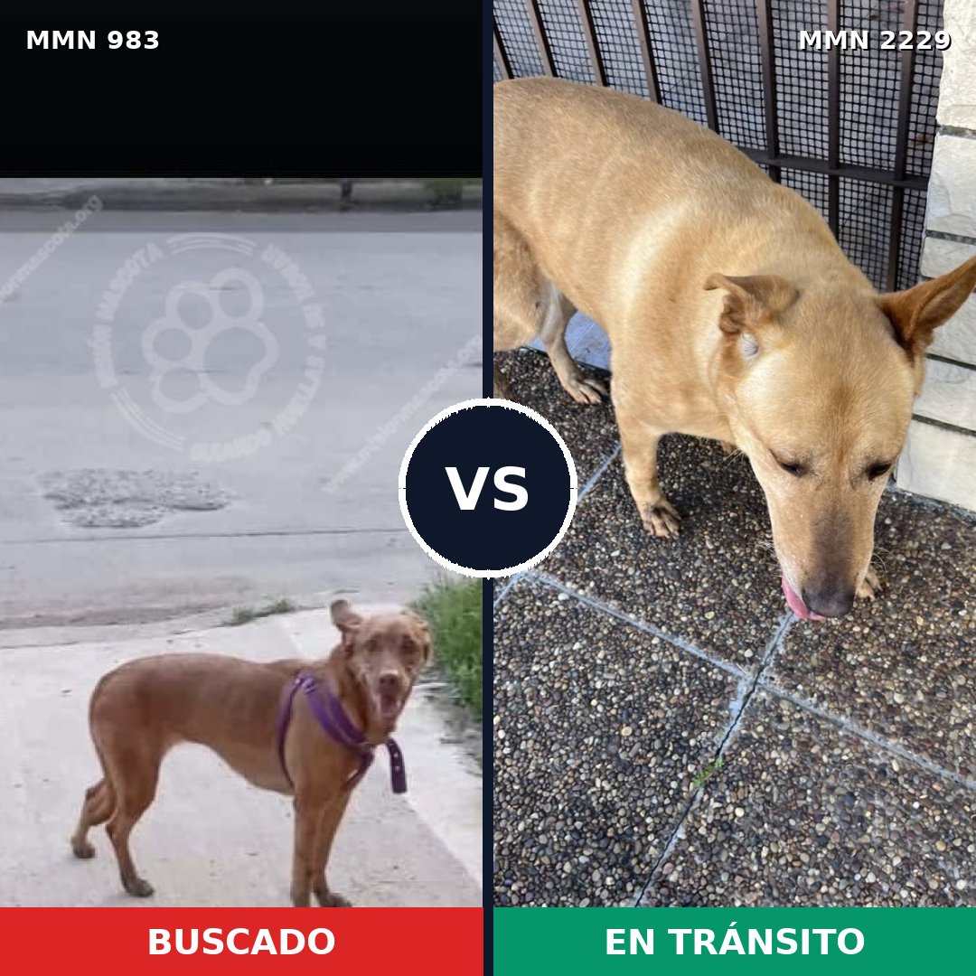 Comparativa MMS 66804: mascota perdida y mascota encontrada, 50% de similitud