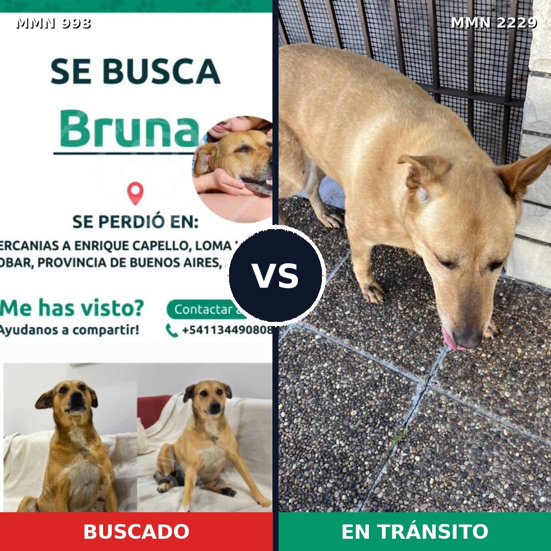 Comparativa MMS 66806: mascota perdida y mascota encontrada, 40% de similitud