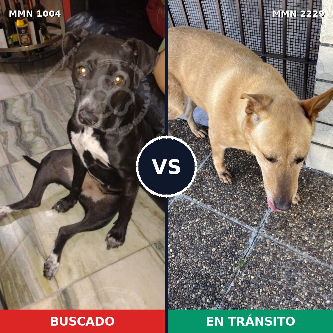 Comparativa MMS 66807: mascota perdida y mascota encontrada, 59% de similitud