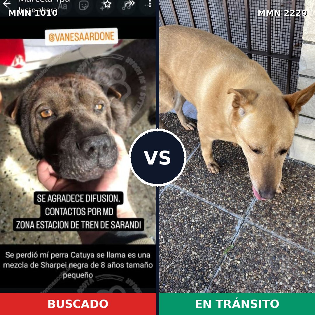 Comparativa MMS 66808: mascota perdida y mascota encontrada, 38% de similitud