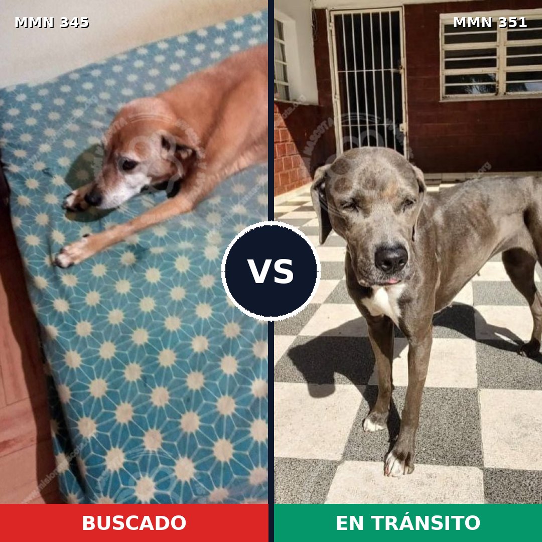 Comparativa MMS 6681: mascota perdida y mascota encontrada, 16% de similitud
