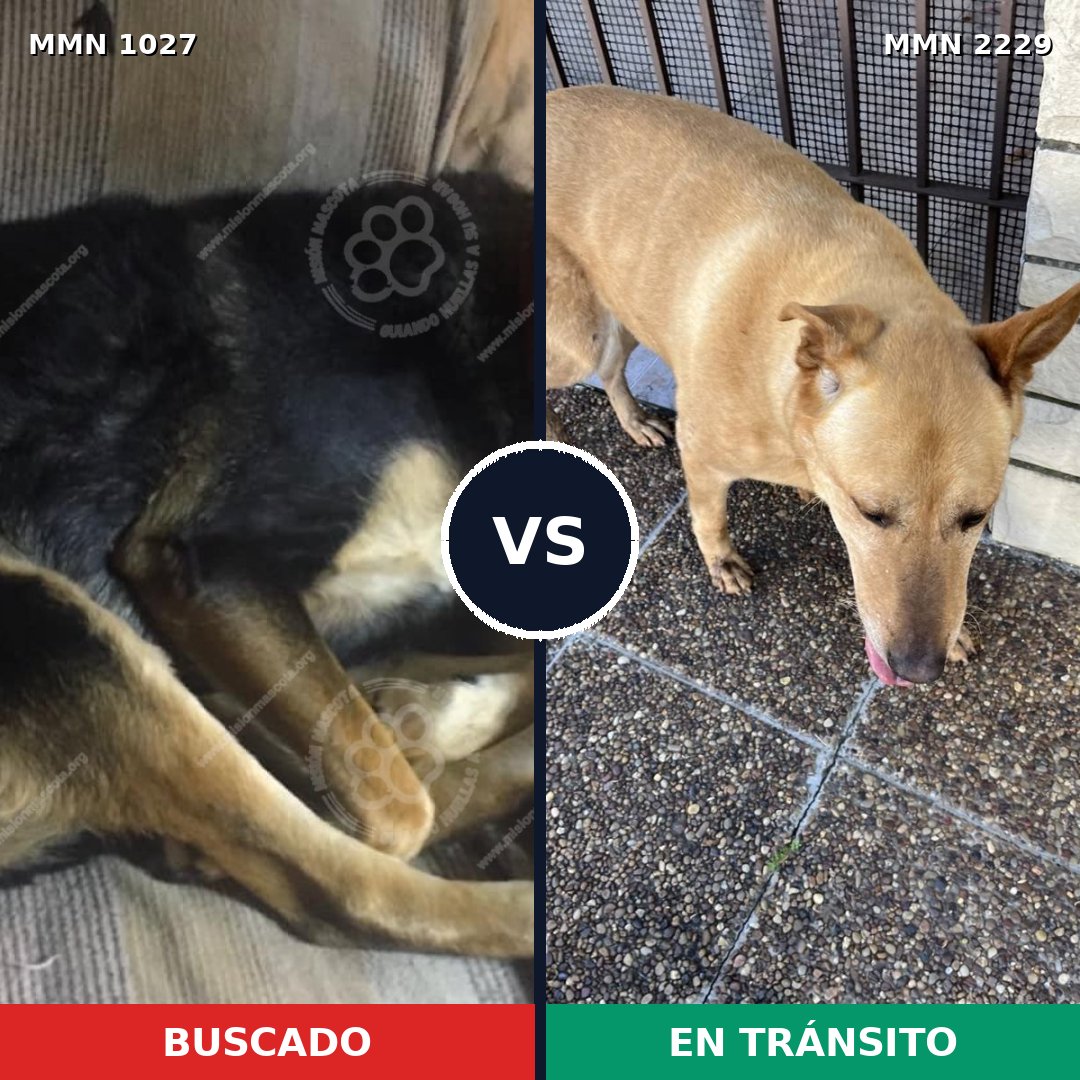 Comparativa MMS 66810: mascota perdida y mascota encontrada, 54% de similitud
