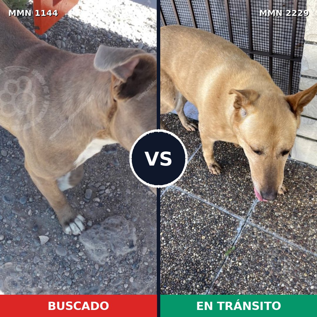 Comparativa MMS 66811: mascota perdida y mascota encontrada, 30% de similitud