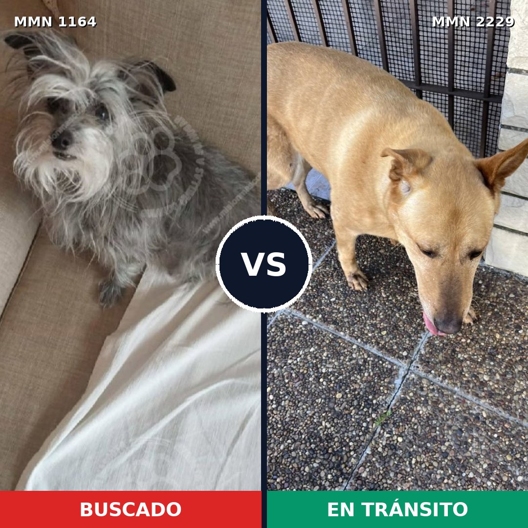 Comparativa MMS 66815: mascota perdida y mascota encontrada, 34% de similitud