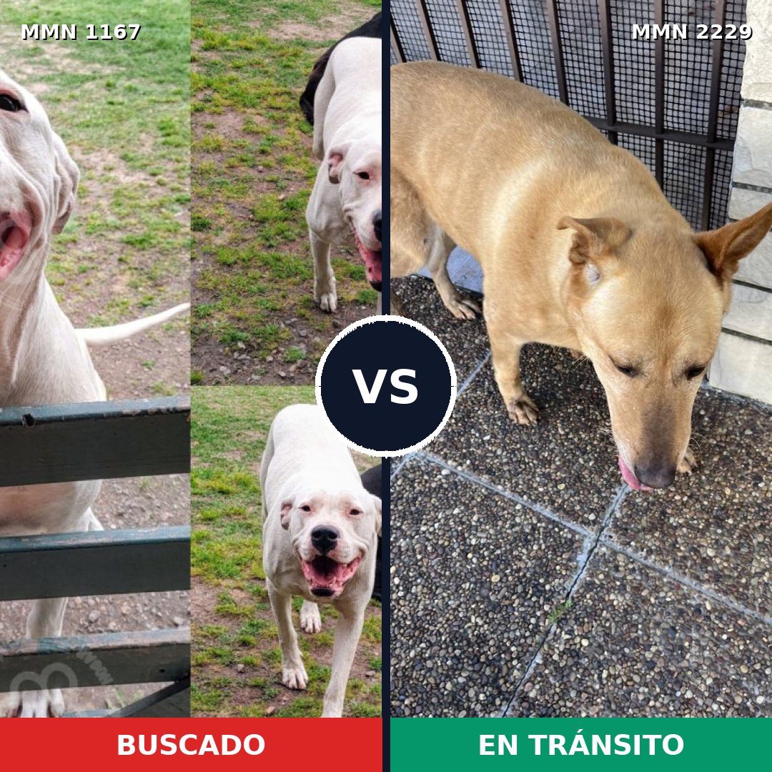 Comparativa MMS 66816: mascota perdida y mascota encontrada, 47% de similitud
