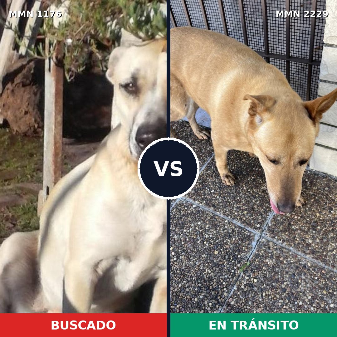 Comparativa MMS 66818: mascota perdida y mascota encontrada, 60% de similitud