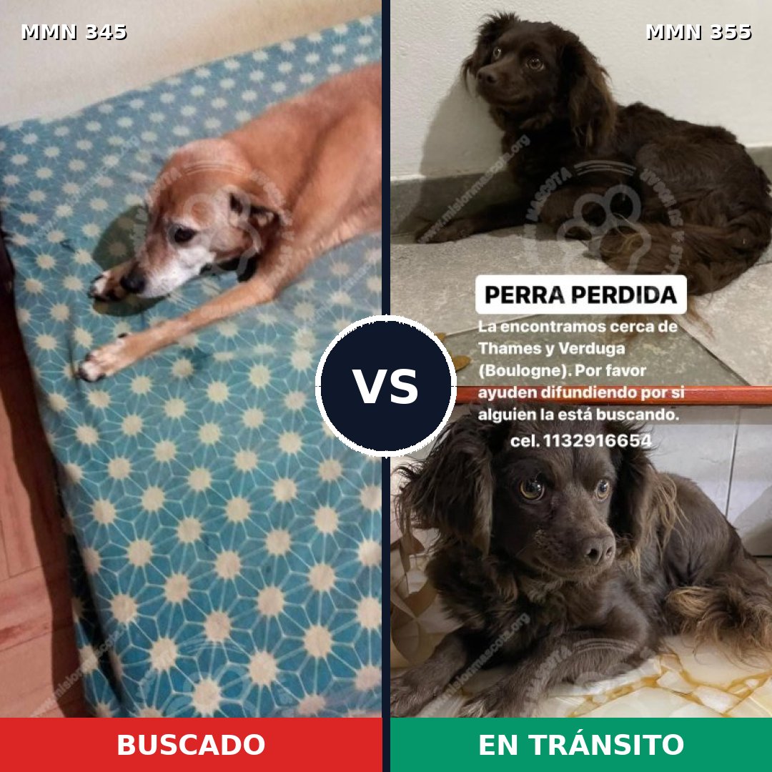 Comparativa MMS 6682: mascota perdida y mascota encontrada, 53% de similitud