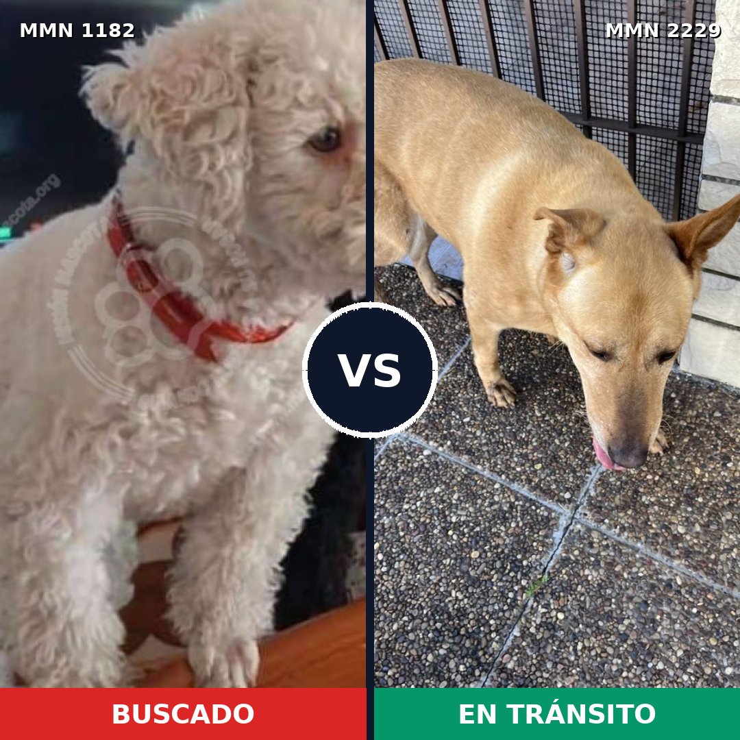 Comparativa MMS 66820: mascota perdida y mascota encontrada, 27% de similitud
