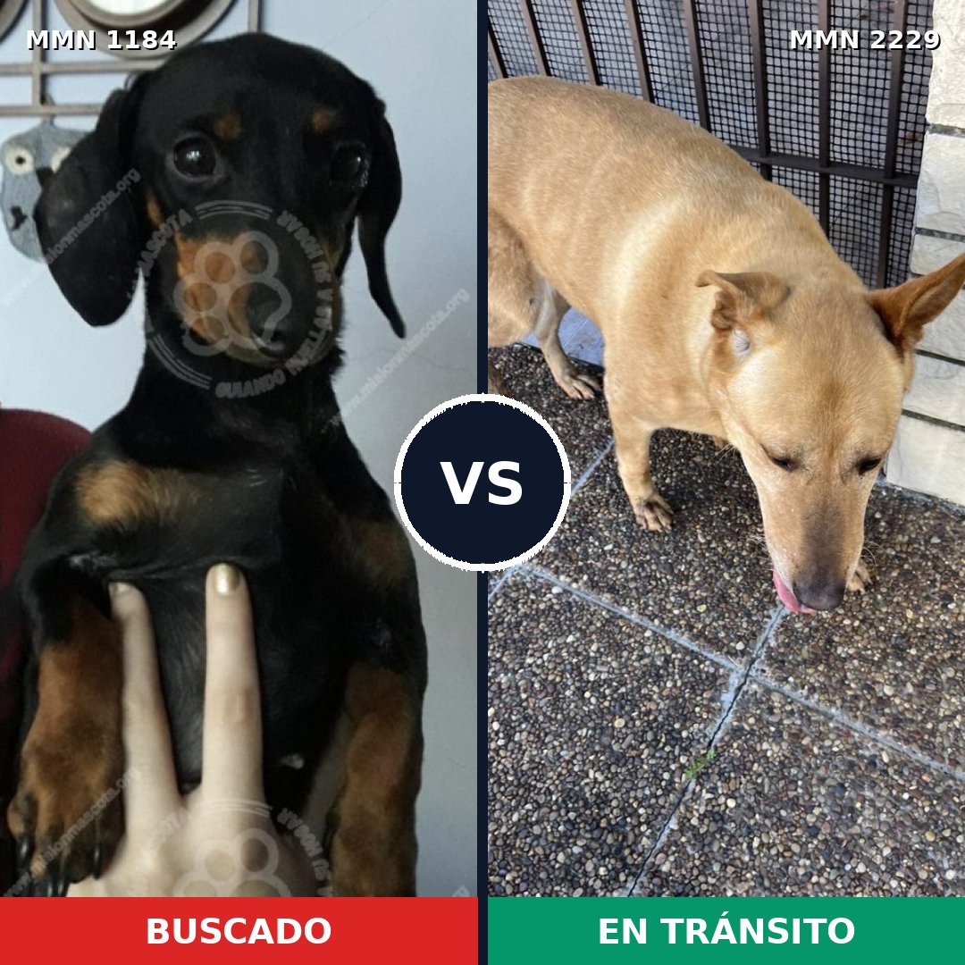 Comparativa MMS 66821: mascota perdida y mascota encontrada, 26% de similitud