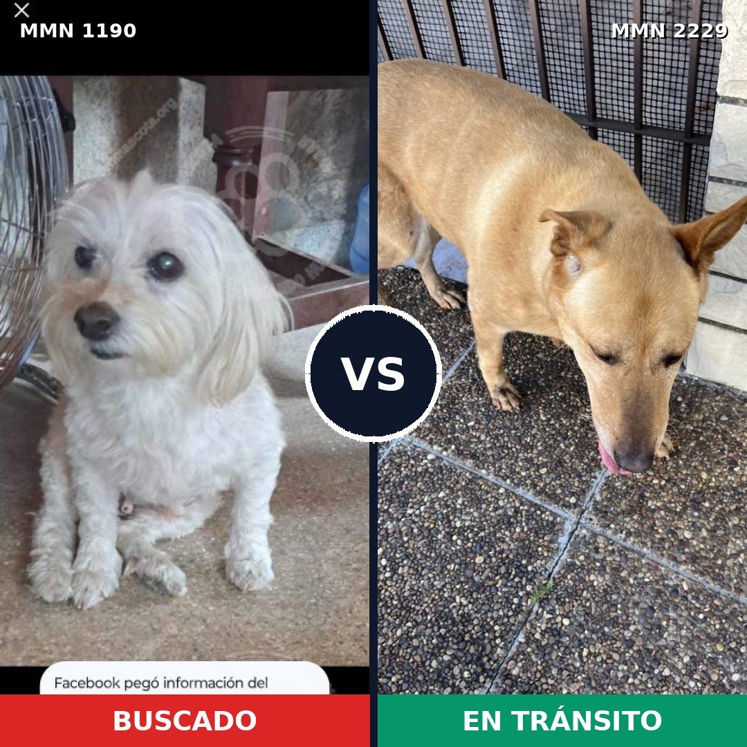 Comparativa MMS 66822: mascota perdida y mascota encontrada, 24% de similitud