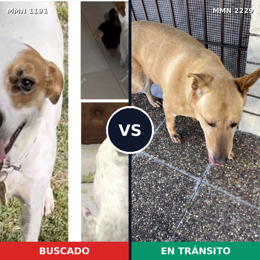 Comparativa MMS 66823: mascota perdida y mascota encontrada, 59% de similitud