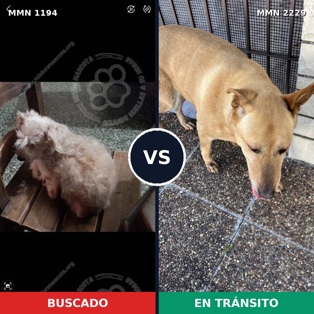 Comparativa MMS 66824: mascota perdida y mascota encontrada, 32% de similitud