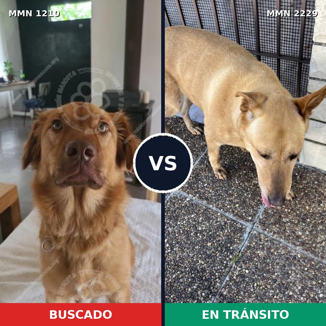 Comparativa MMS 66825: mascota perdida y mascota encontrada, 61% de similitud