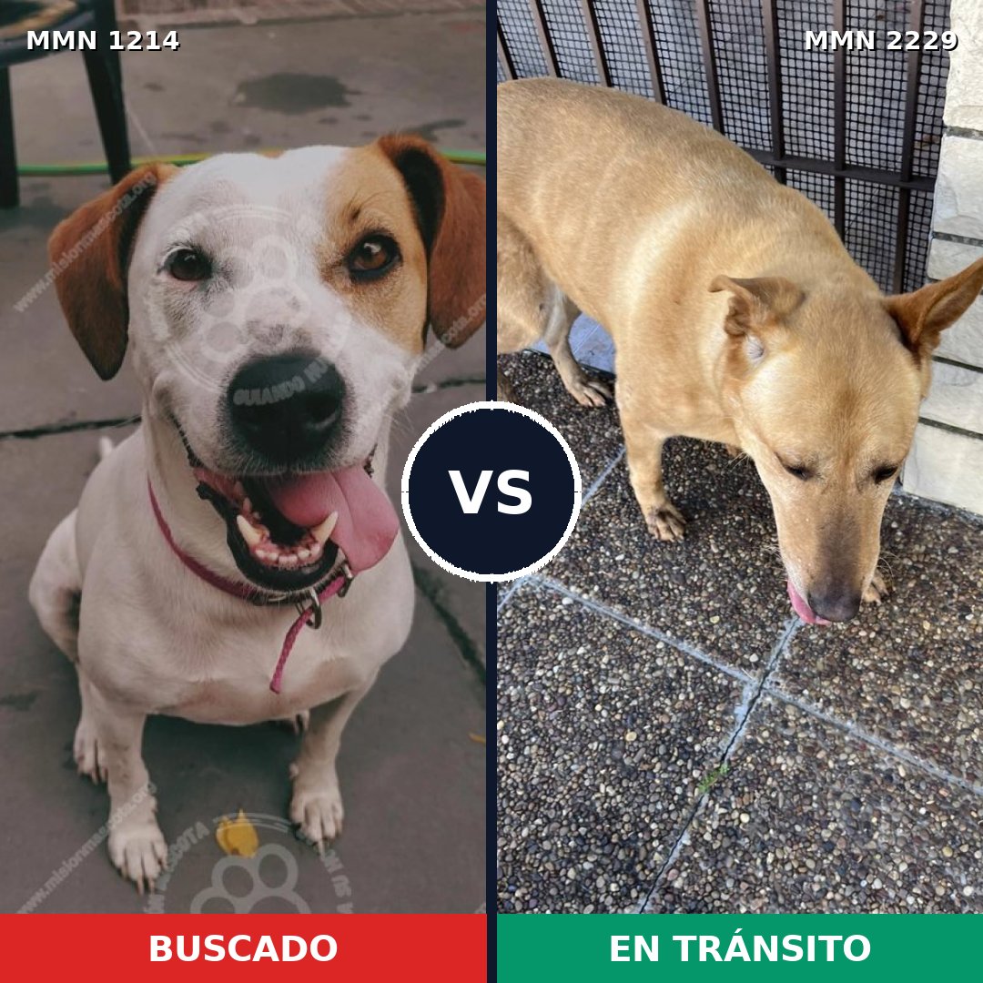 Comparativa MMS 66826: mascota perdida y mascota encontrada, 56% de similitud