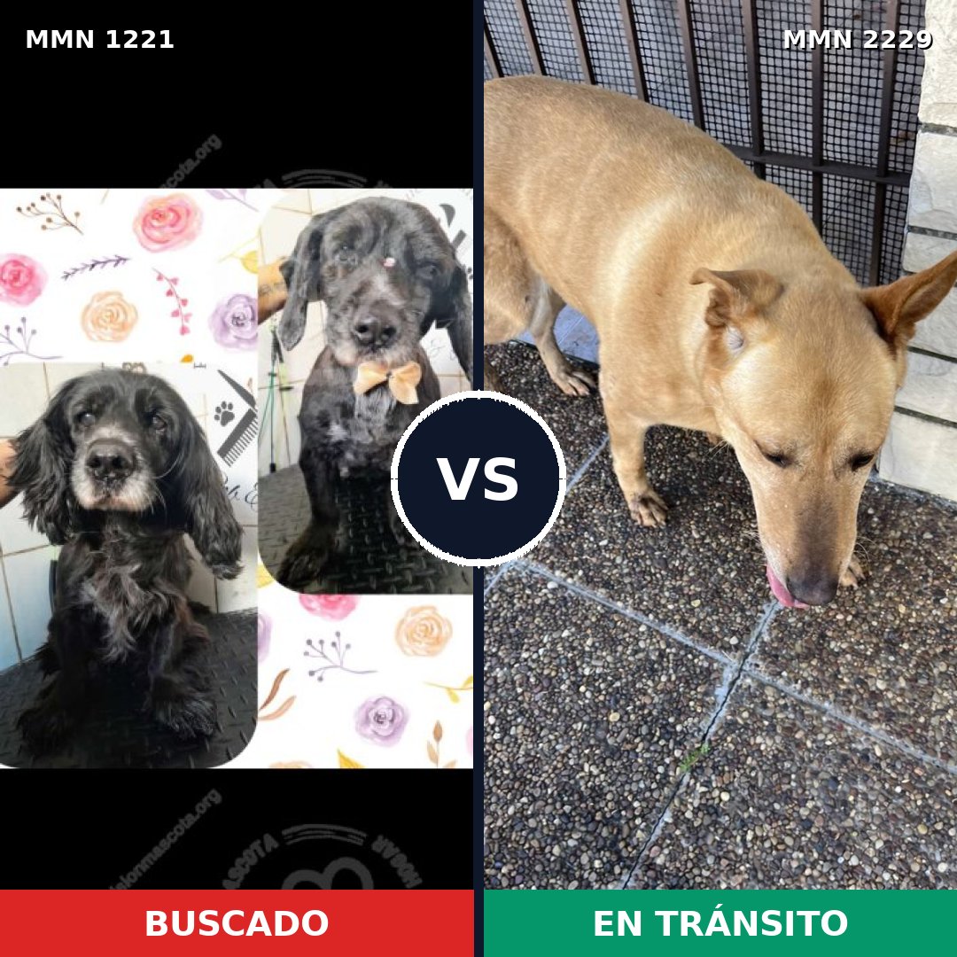 Comparativa MMS 66827: mascota perdida y mascota encontrada, 48% de similitud