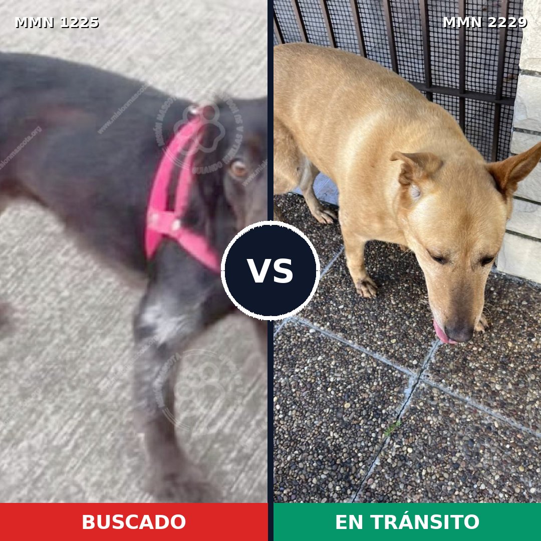 Comparativa MMS 66828: mascota perdida y mascota encontrada, 49% de similitud