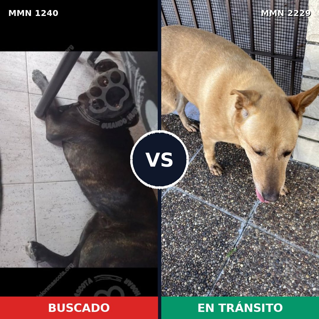Comparativa MMS 66829: mascota perdida y mascota encontrada, 58% de similitud