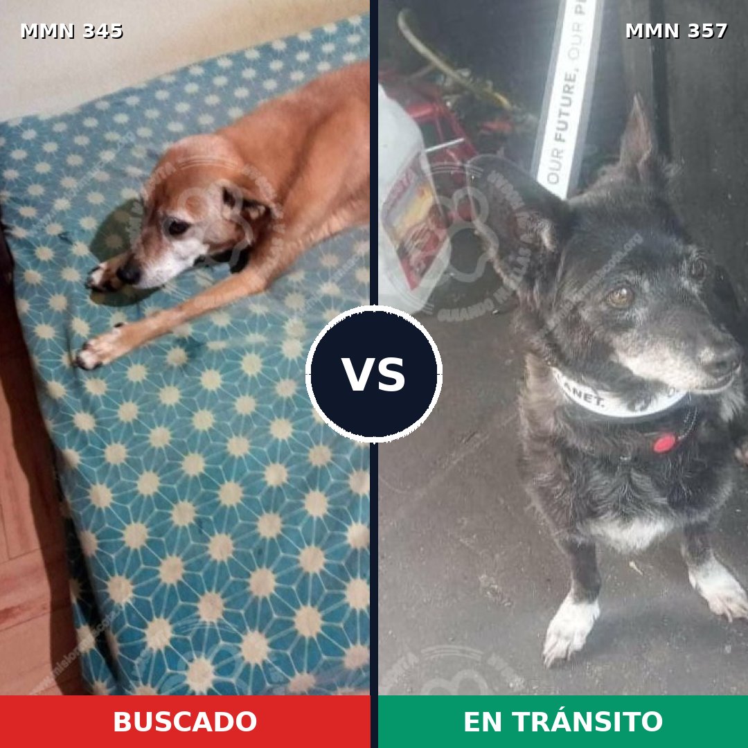 Comparativa MMS 6683: mascota perdida y mascota encontrada, 57% de similitud