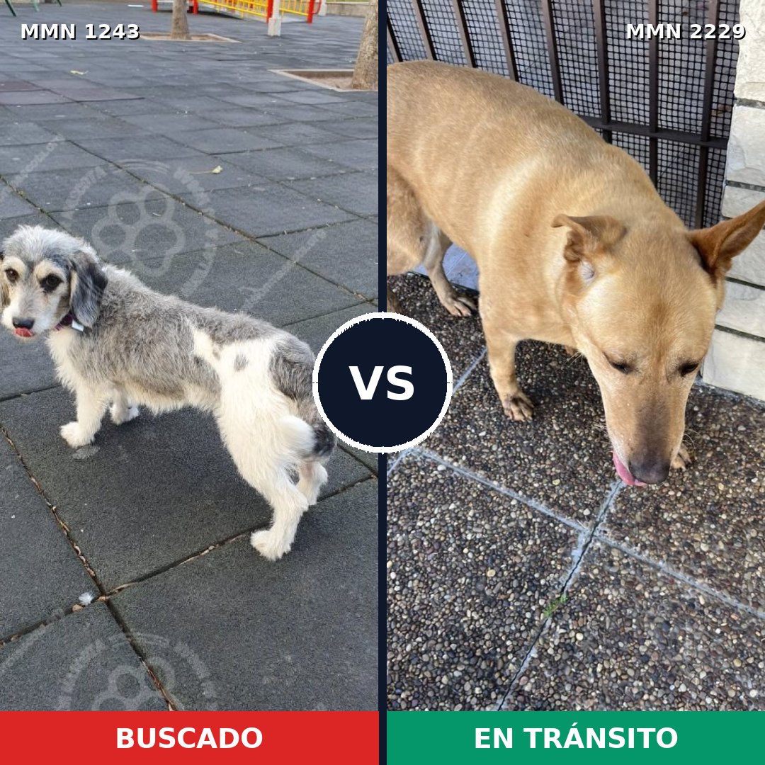 Comparativa MMS 66830: mascota perdida y mascota encontrada, 42% de similitud