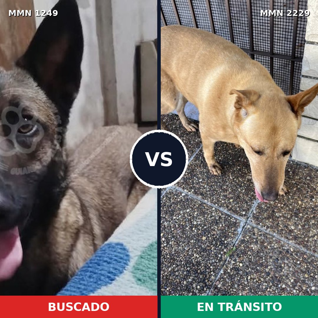 Comparativa MMS 66831: mascota perdida y mascota encontrada, 46% de similitud