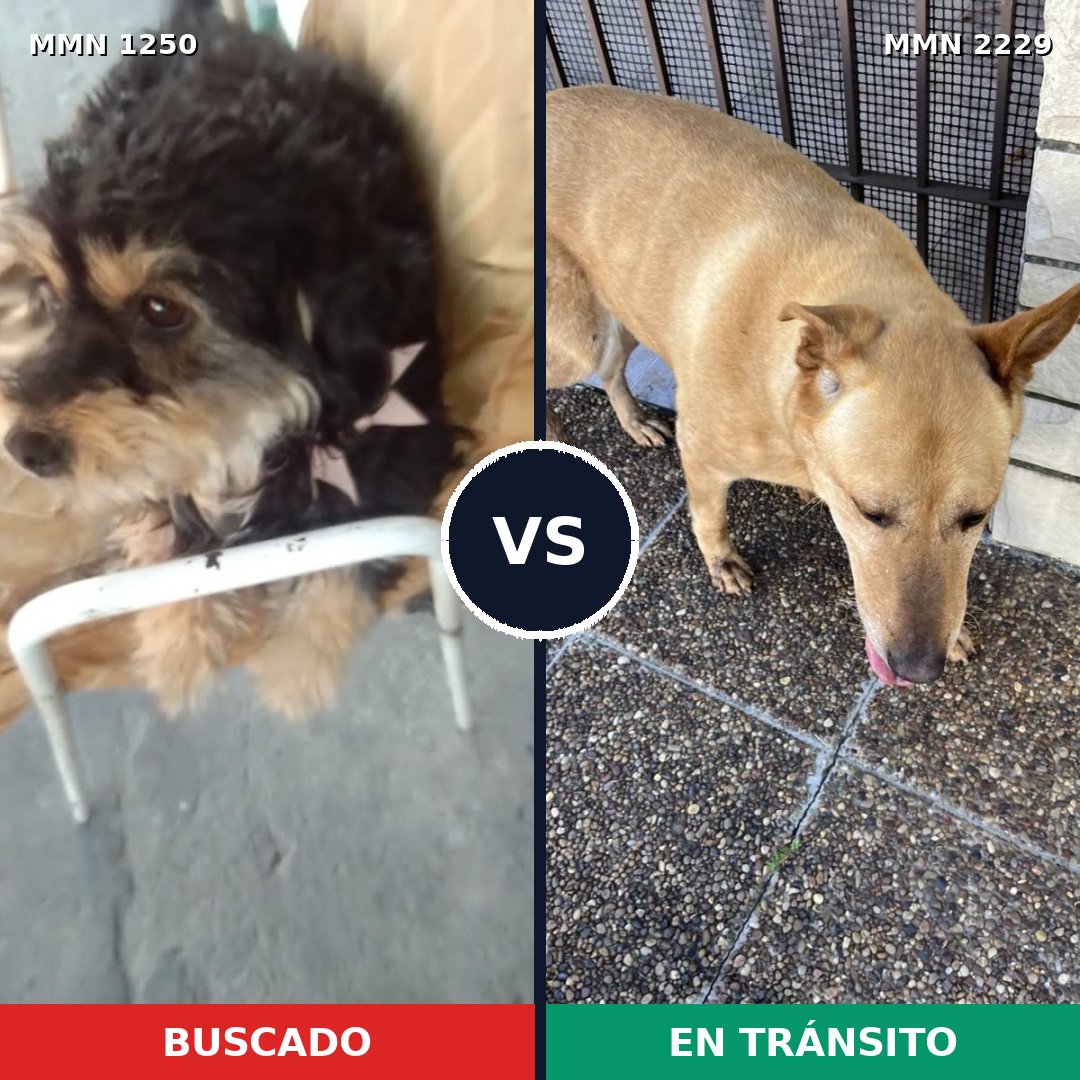 Comparativa MMS 66832: mascota perdida y mascota encontrada, 52% de similitud
