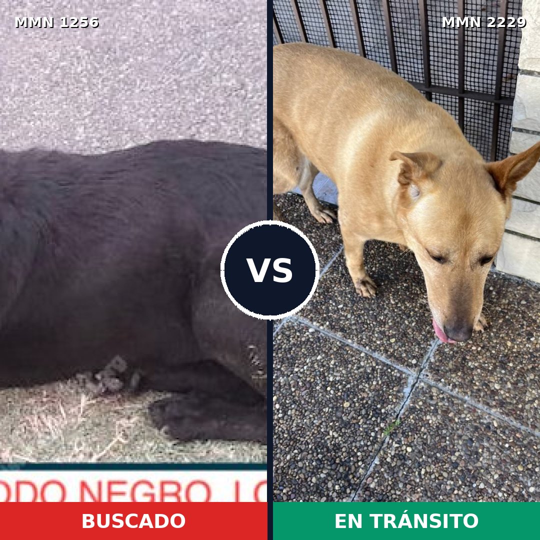 Comparativa MMS 66833: mascota perdida y mascota encontrada, 59% de similitud