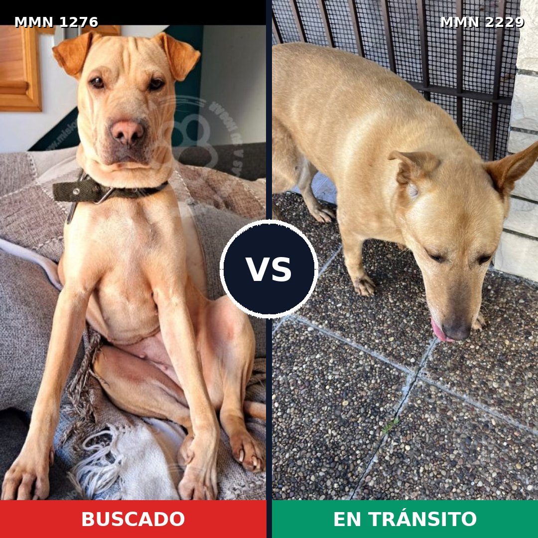 Comparativa MMS 66834: mascota perdida y mascota encontrada, 54% de similitud