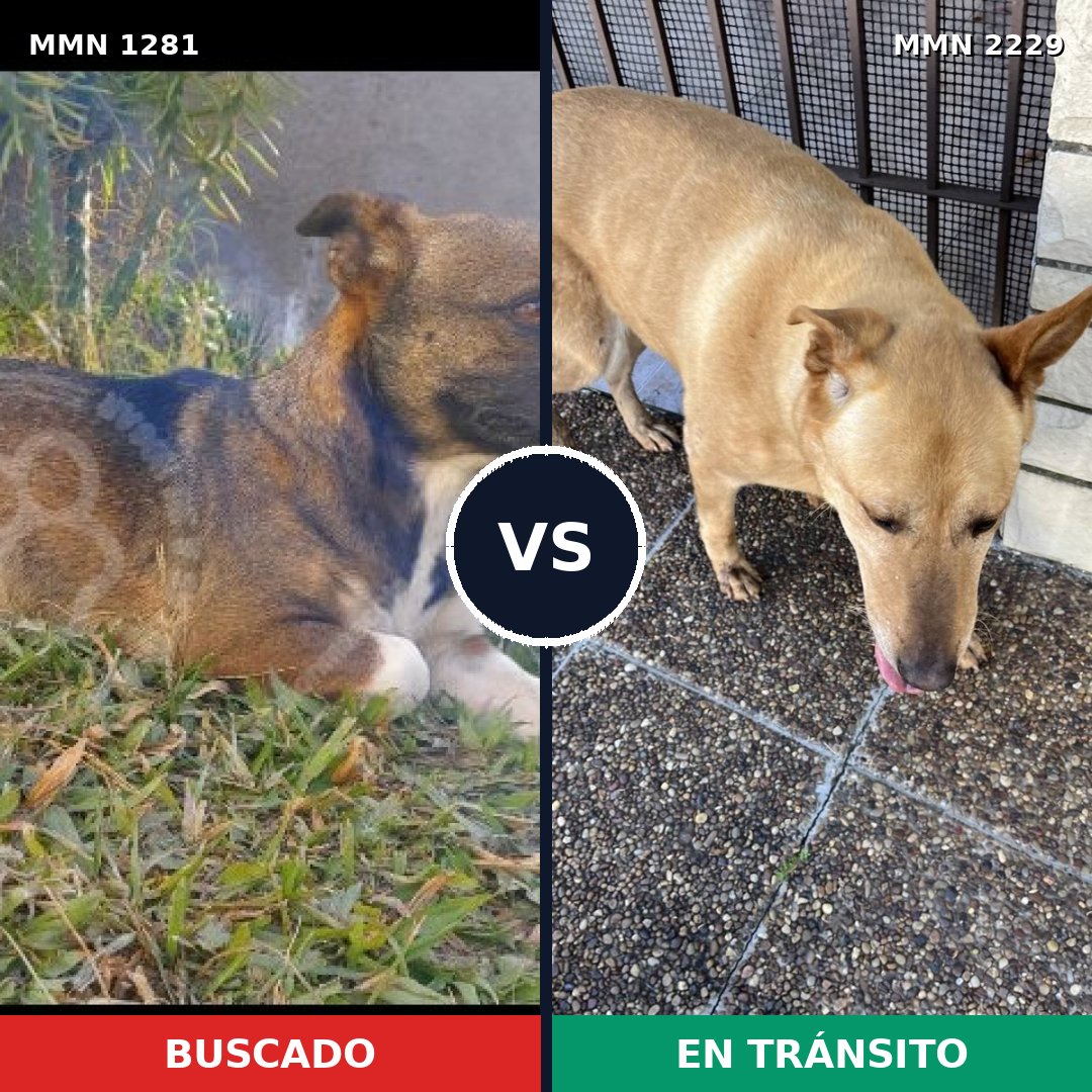 Comparativa MMS 66835: mascota perdida y mascota encontrada, 44% de similitud