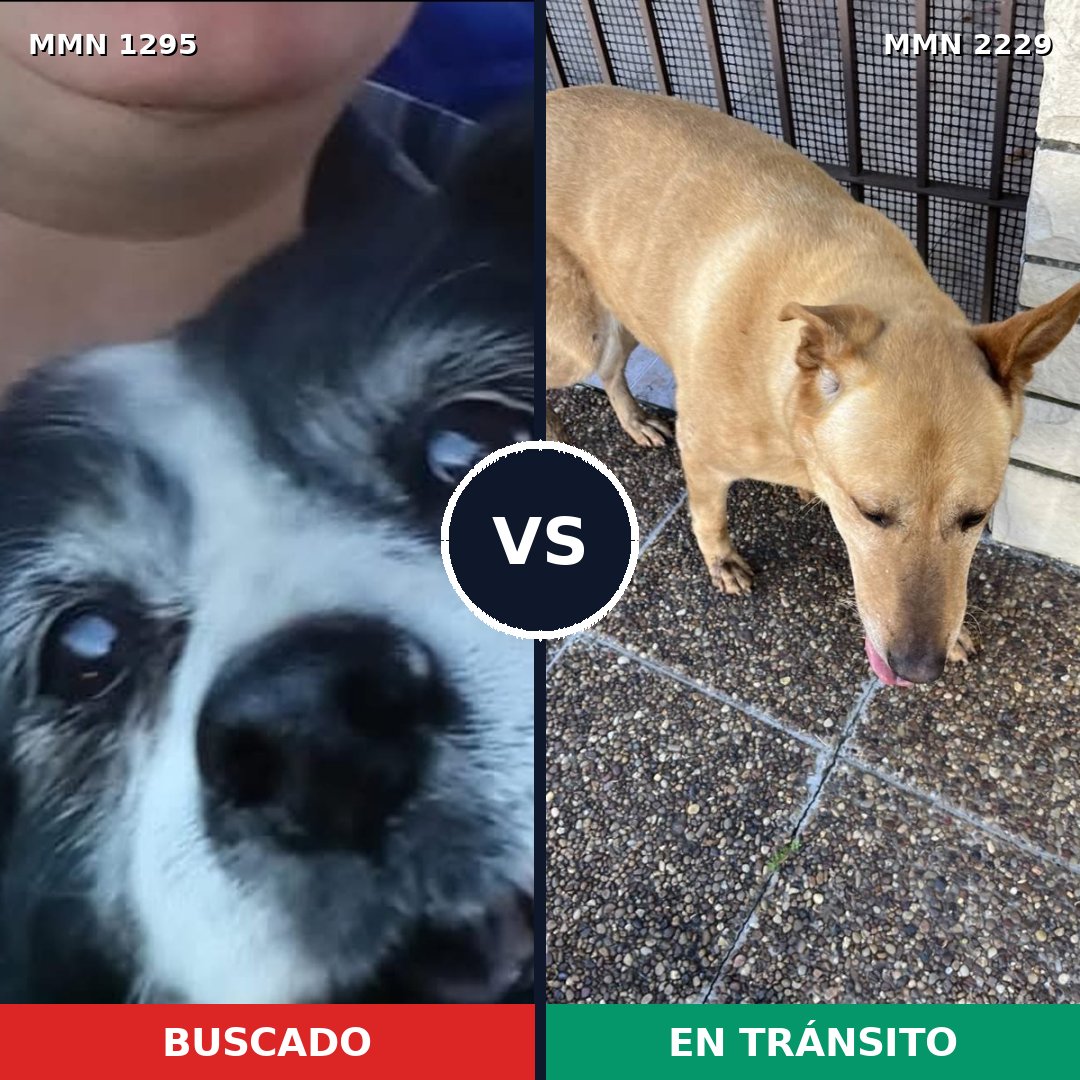 Comparativa MMS 66837: mascota perdida y mascota encontrada, 58% de similitud