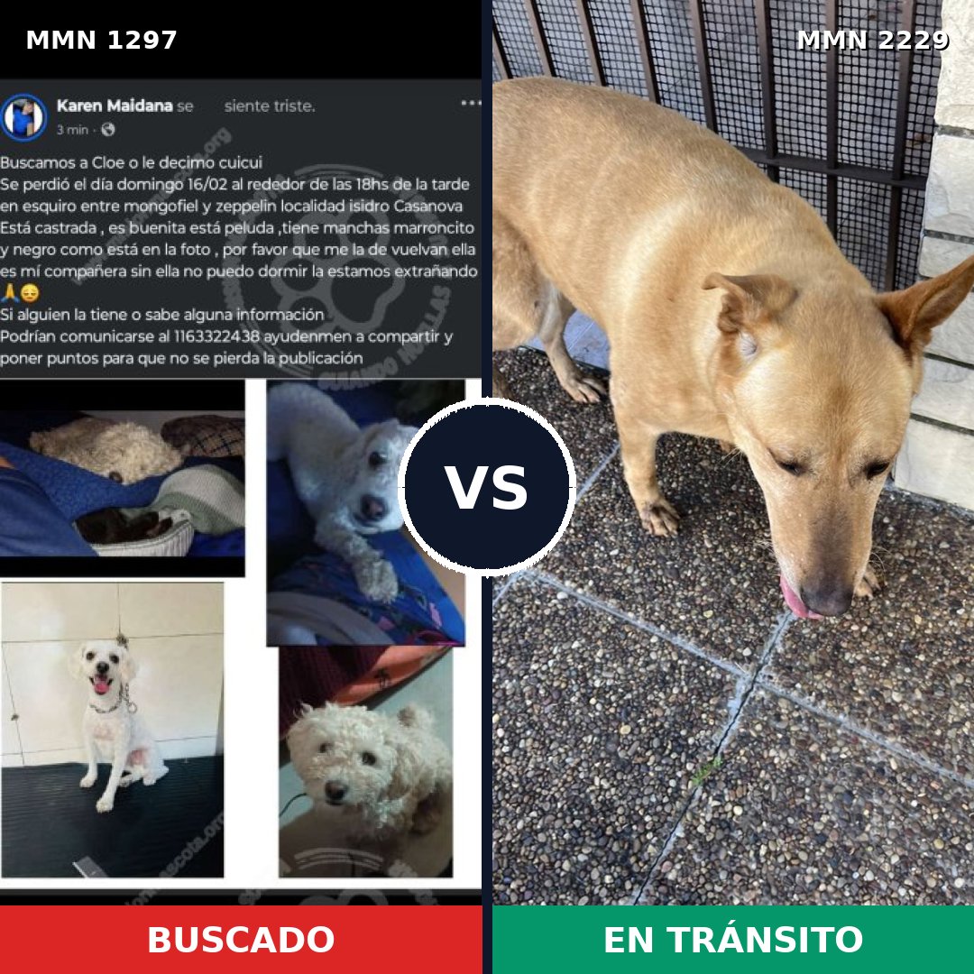 Comparativa MMS 66838: mascota perdida y mascota encontrada, 33% de similitud