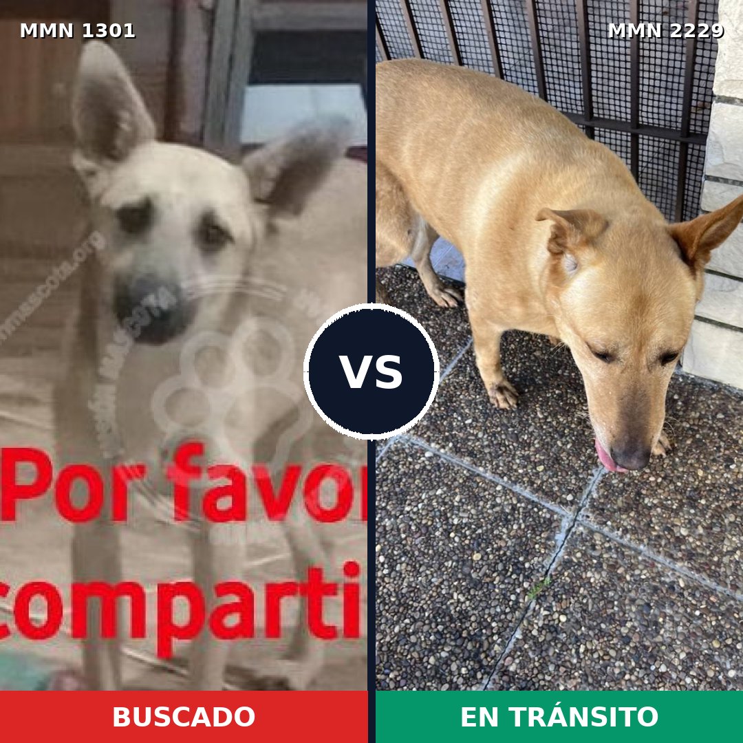 Comparativa MMS 66839: mascota perdida y mascota encontrada, 61% de similitud
