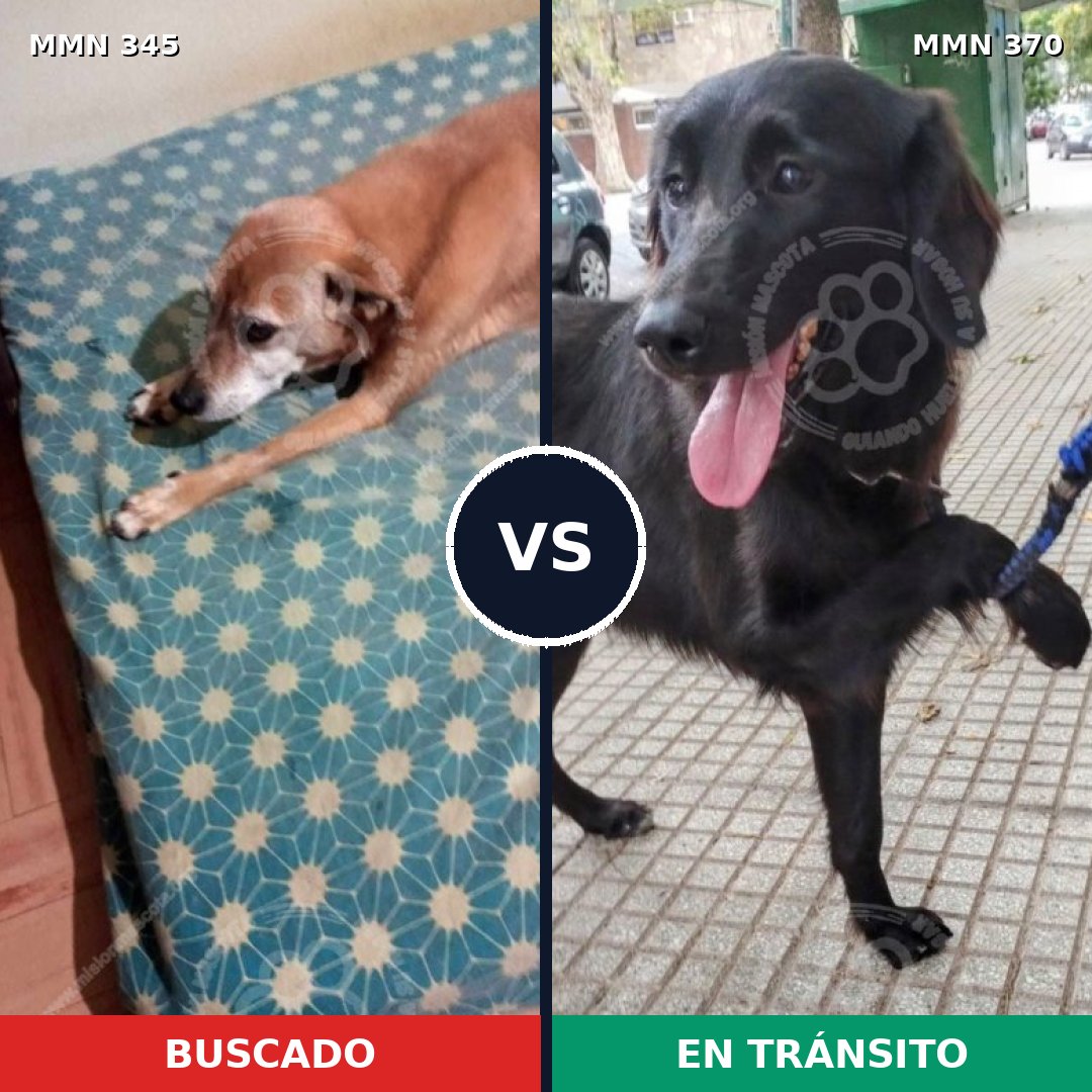 Comparativa MMS 6684: mascota perdida y mascota encontrada, 57% de similitud