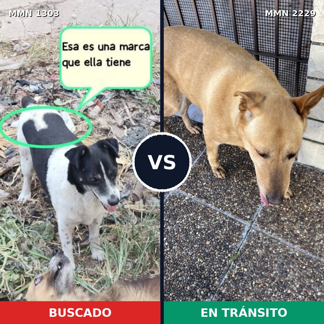 Comparativa MMS 66840: mascota perdida y mascota encontrada, 50% de similitud