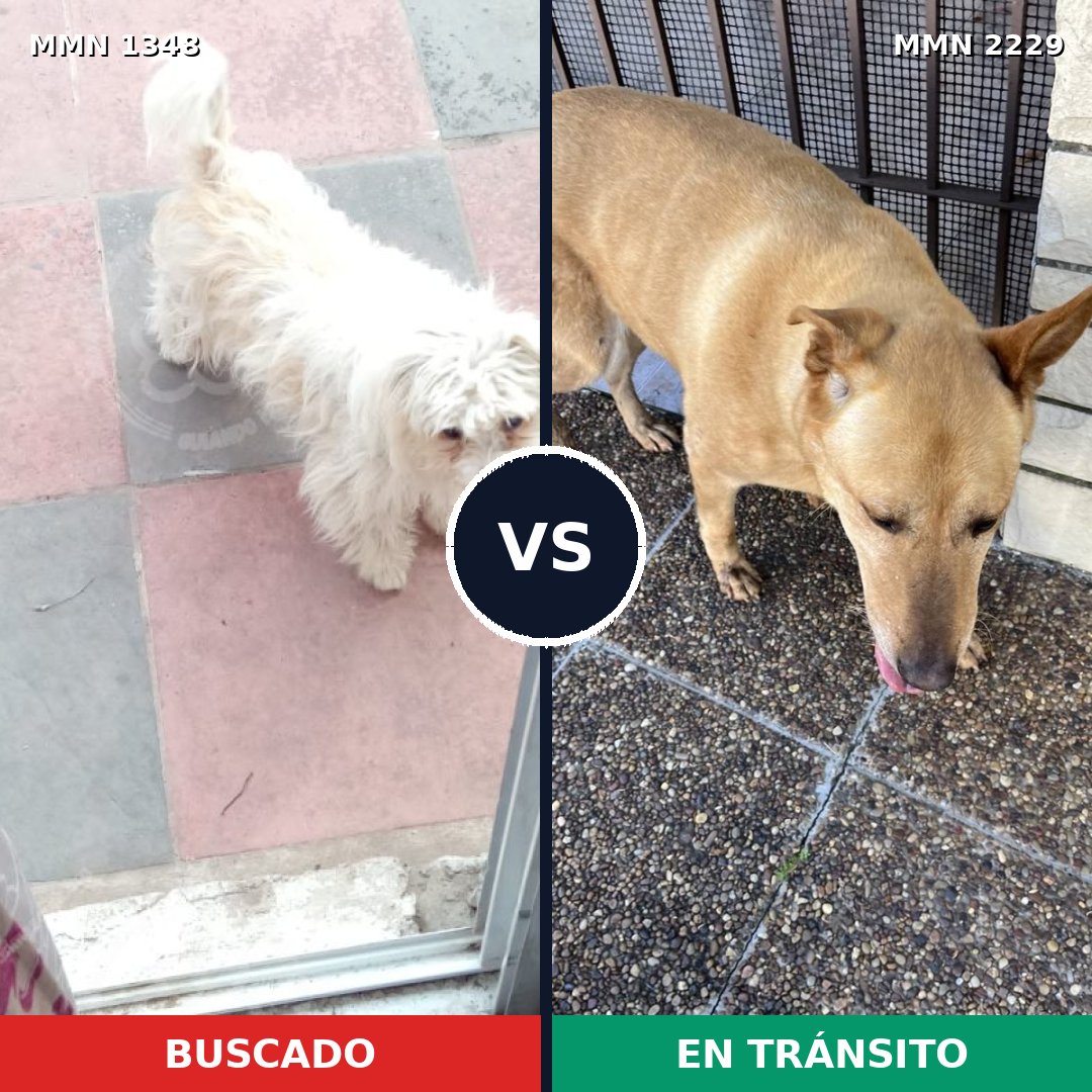 Comparativa MMS 66843: mascota perdida y mascota encontrada, 49% de similitud