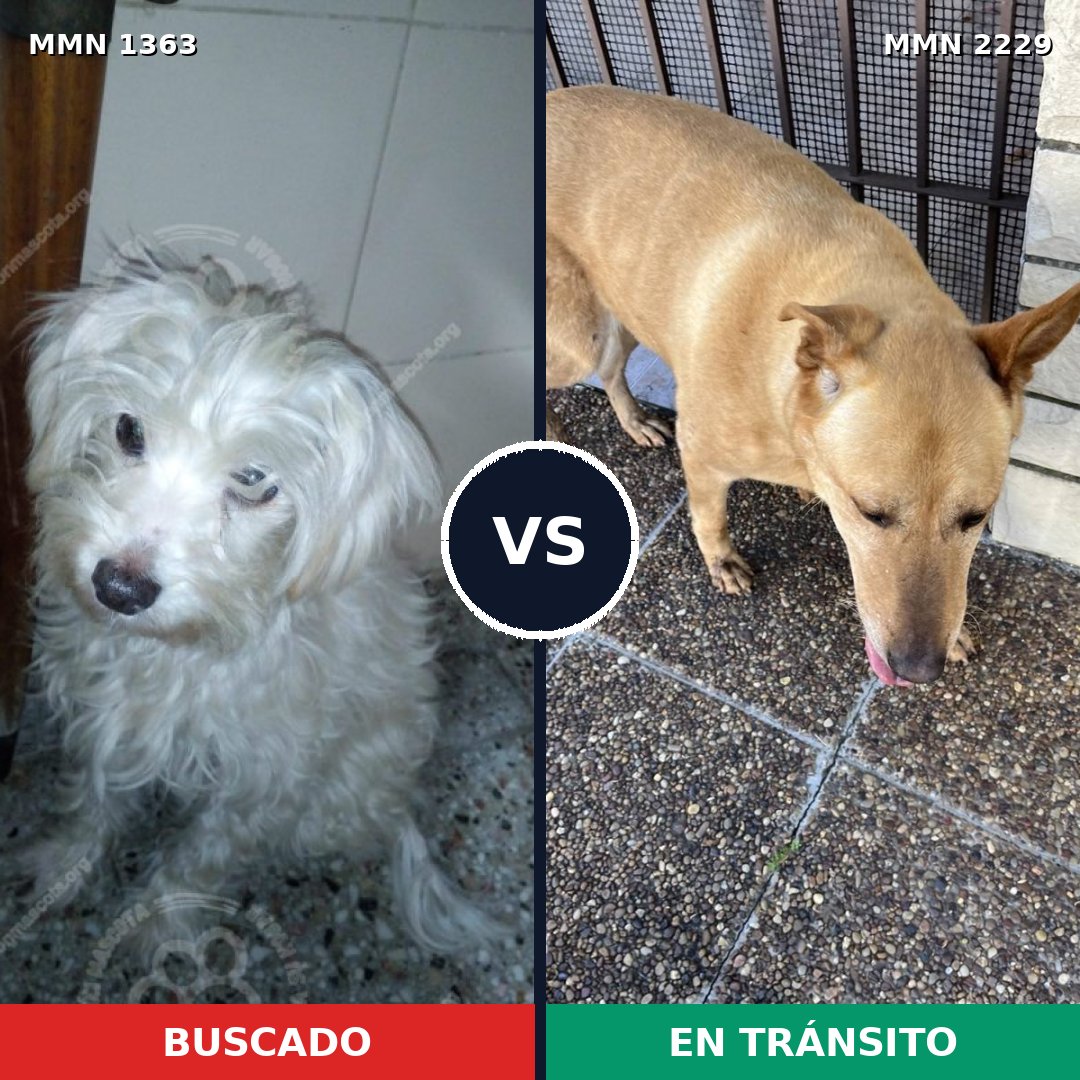 Comparativa MMS 66847: mascota perdida y mascota encontrada, 36% de similitud