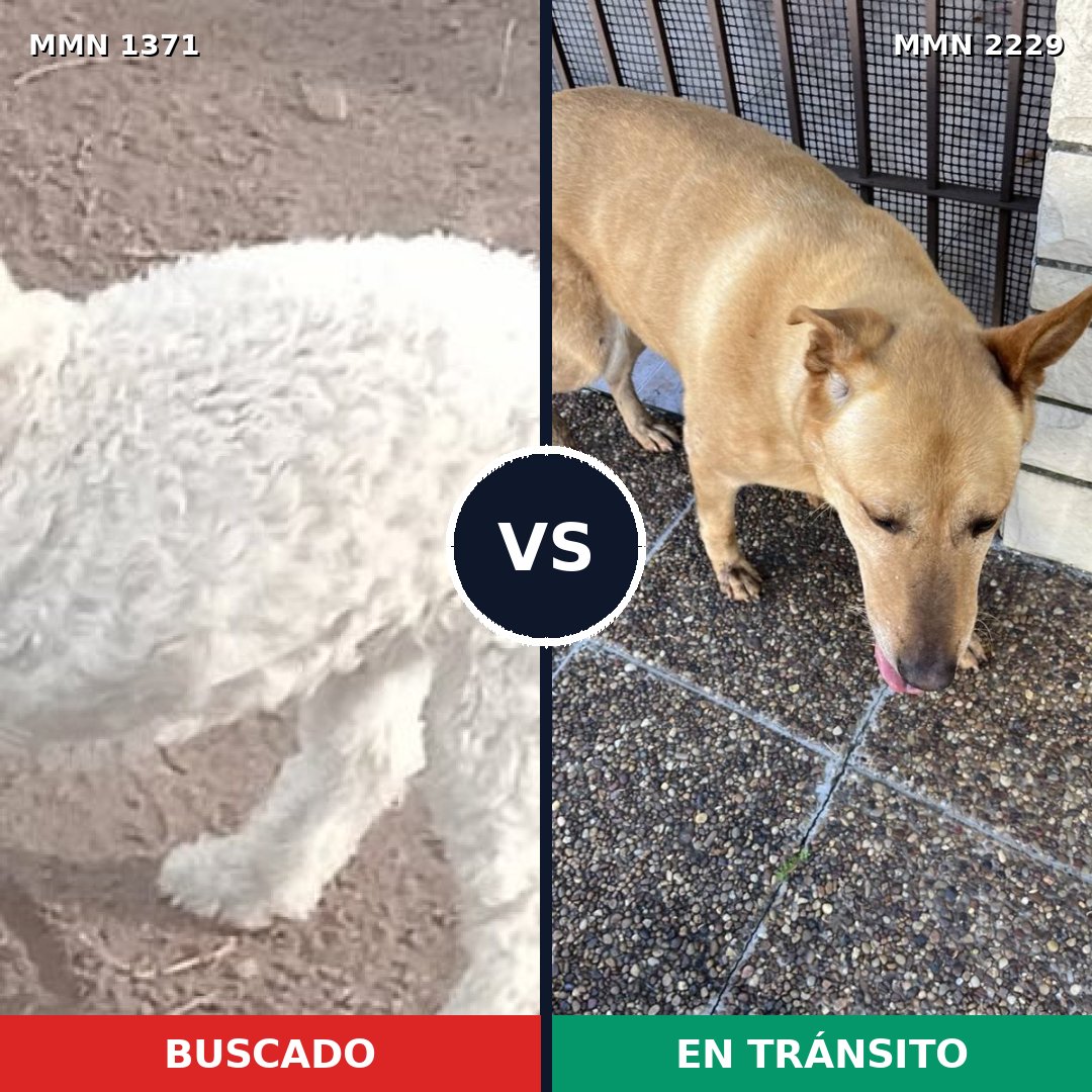 Comparativa MMS 66848: mascota perdida y mascota encontrada, 30% de similitud