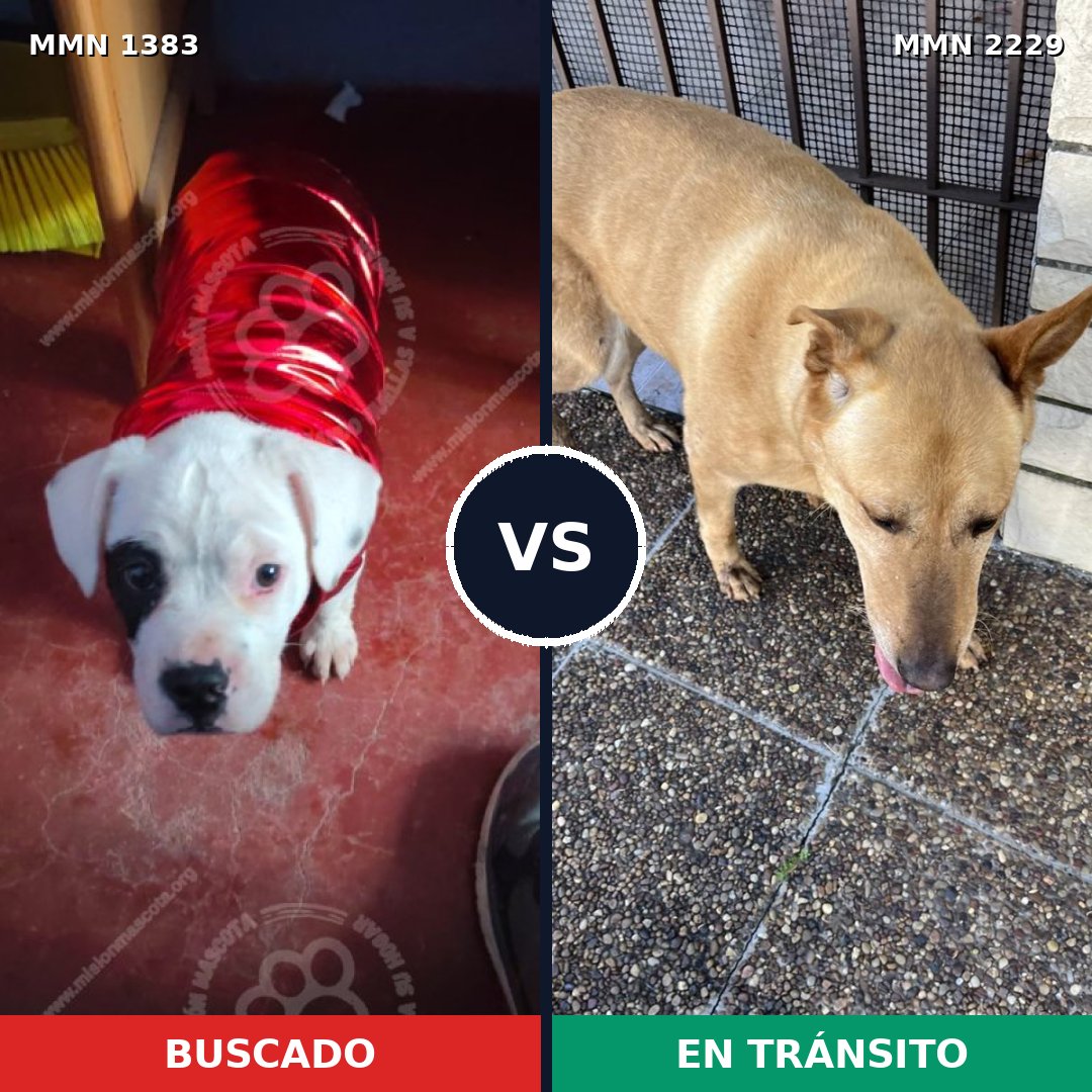 Comparativa MMS 66849: mascota perdida y mascota encontrada, 54% de similitud