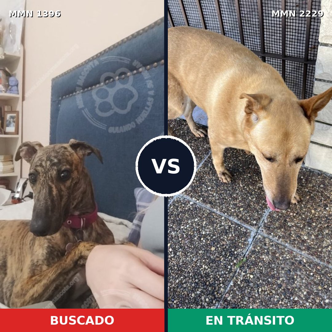 Comparativa MMS 66850: mascota perdida y mascota encontrada, 35% de similitud